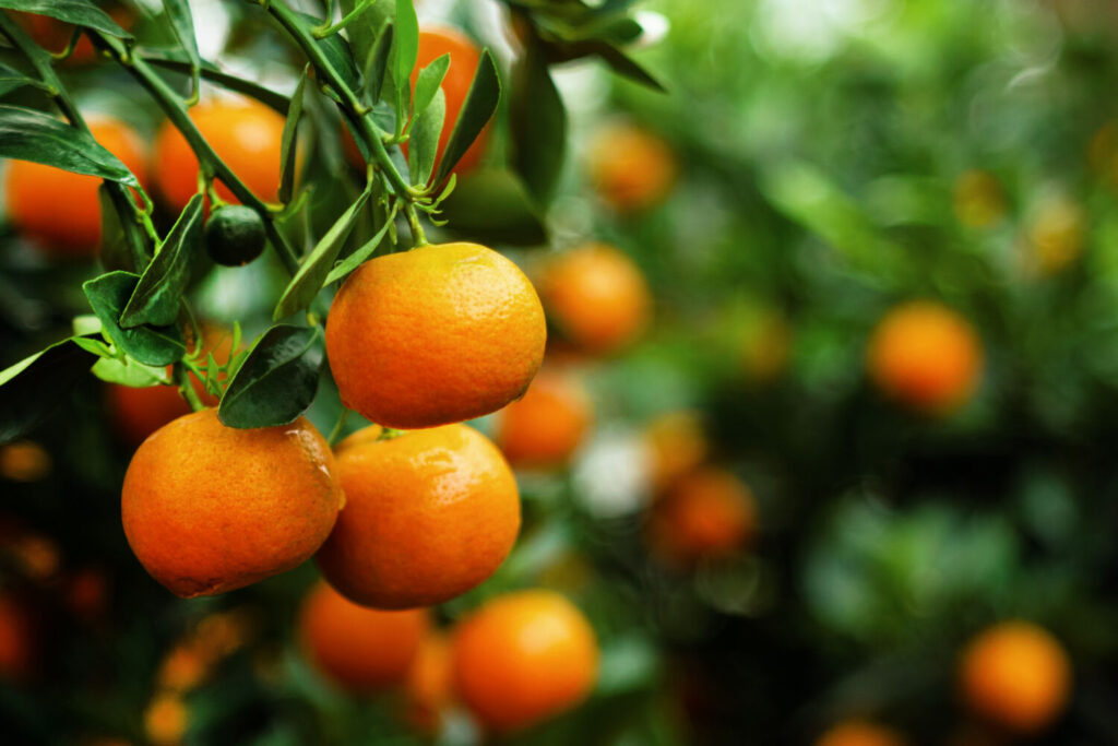 ミカンのイメージ写真です / View on a branch with bright orange tangerines on a tree. Hue, Vietnam.