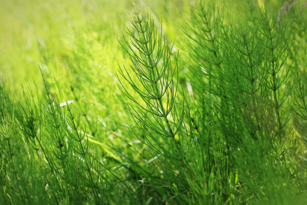 スギナのイメージ写真です / Wild plants - green background of horsetail or Tolkachik or Equisetum arvense . Common Horsetail in spring .