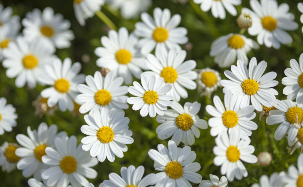 マーガレットのイメージ写真です / flora of Gran Canaria -  flowering marguerite daisy background