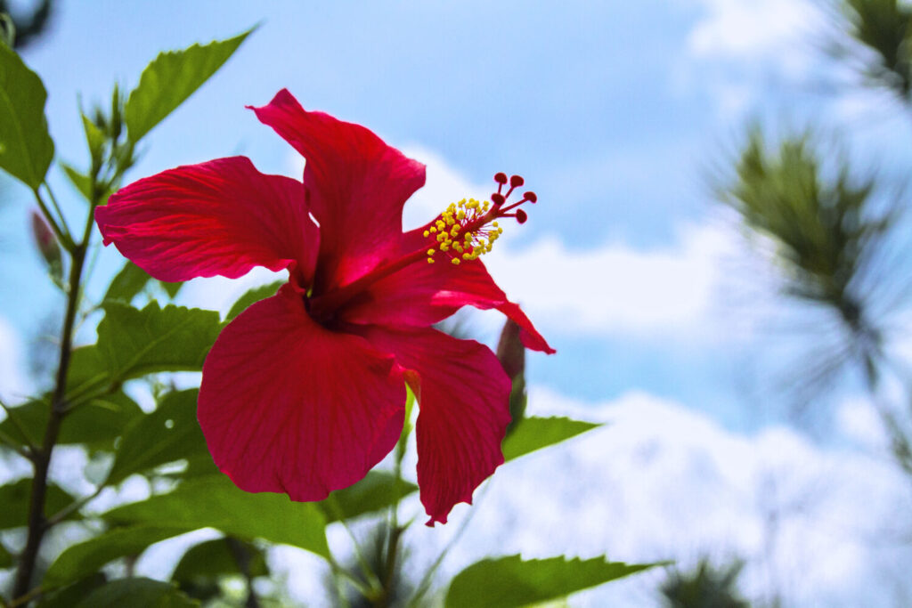 ハイビスカスのイメージ写真です / Beautiful red  hibiscus flower close-up