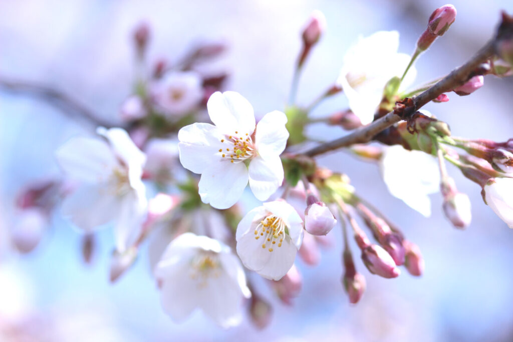 ソメイヨシノのイメージ写真です / sakura (someiyoshino)
