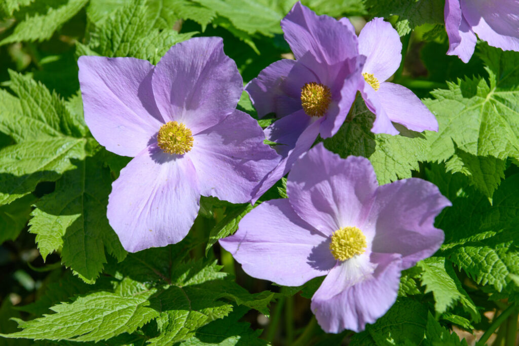 シラネアオイのイメージ写真です / Glaucidium palmatum in Mount Tanigawa.Mt. Tanigawa is a rugged mountain found on the border of Gunma and Niigata.