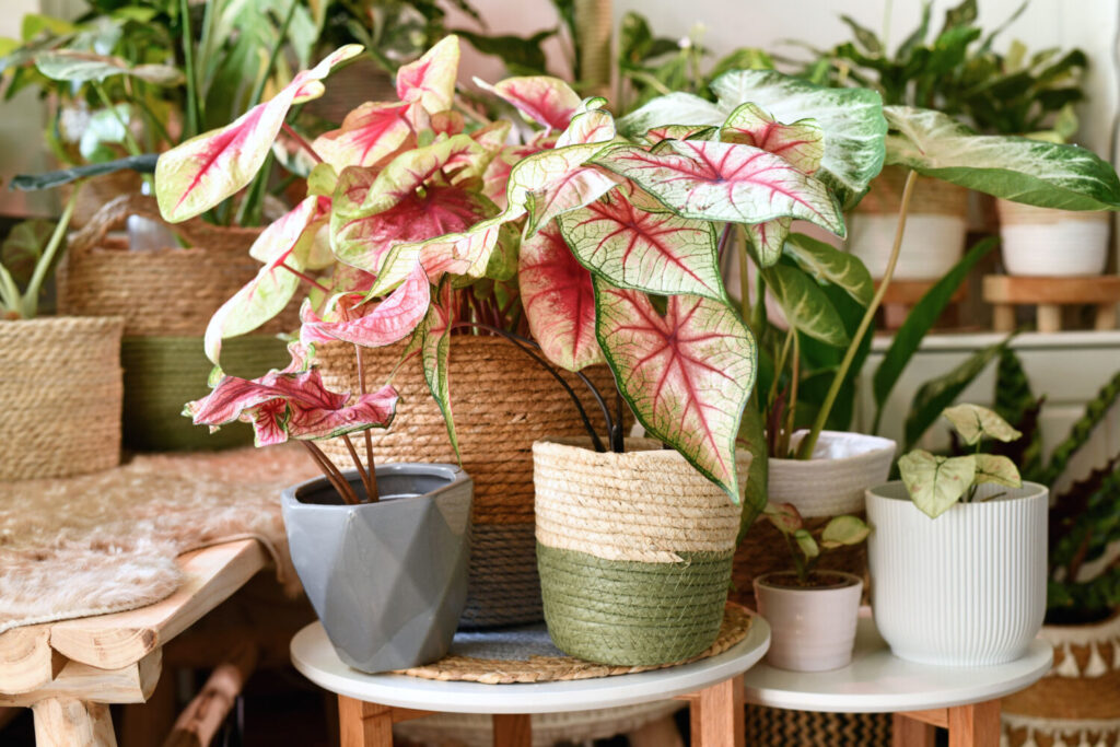 カラジウムのイメージ写真です / Various colorful exotic Caladium plants in flower pots on coffee tables inside urban jungle living room