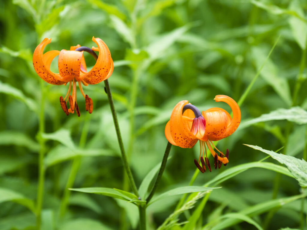 クルマユリのイメージ写真です / Lilium medeoloides