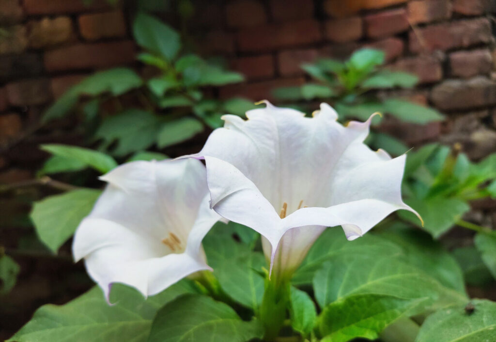 ヨルガオのイメージ写真です / Morning glory, evening glory, white flowers
