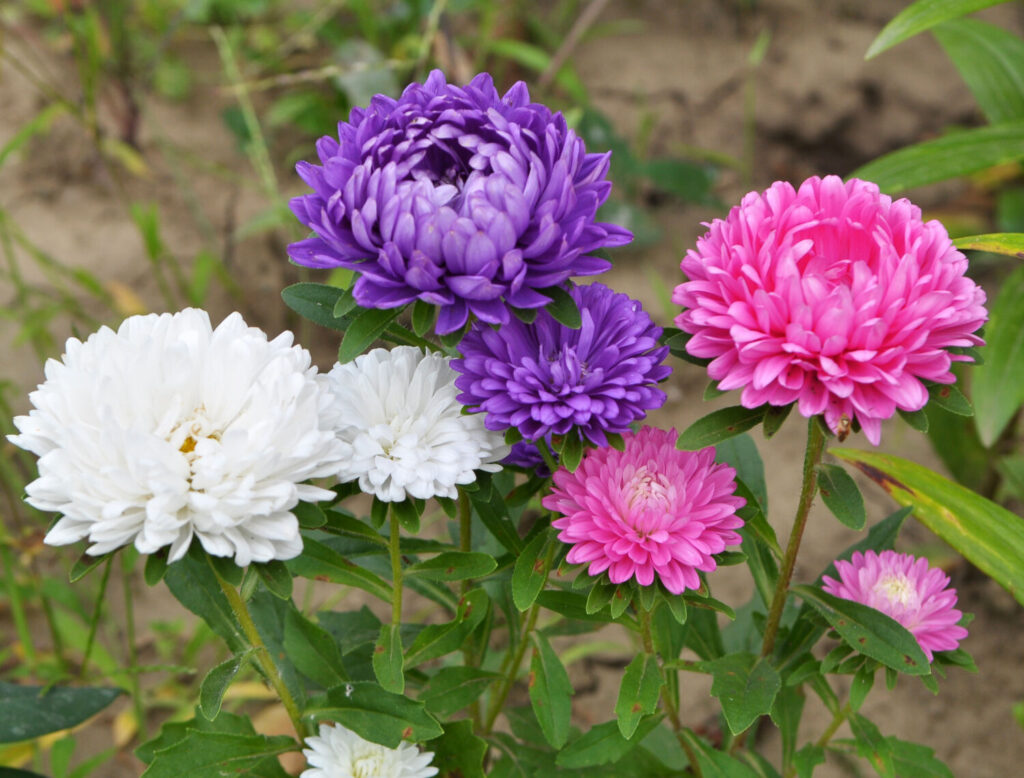 エゾギクのイメージ写真です / In the garden is blooming on the flower bed asters