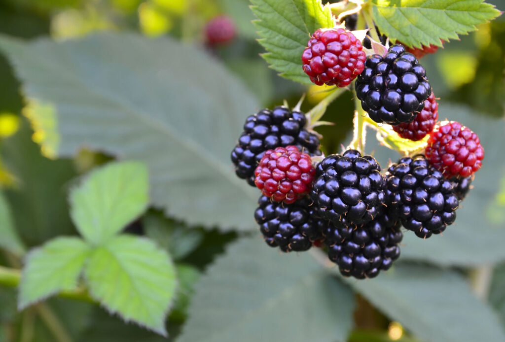 キイチゴのイメージ写真です / Ripe,ripening and unripe blackberries on blackberry bush in the garden.Rubus fruticosus.Healthy food or diet concept.Selective focus.