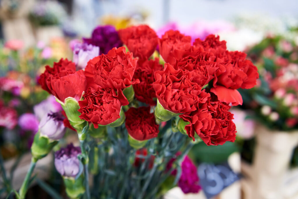 カーネーションのイメージ写真です / Red carnation flowers at the farmers' market
