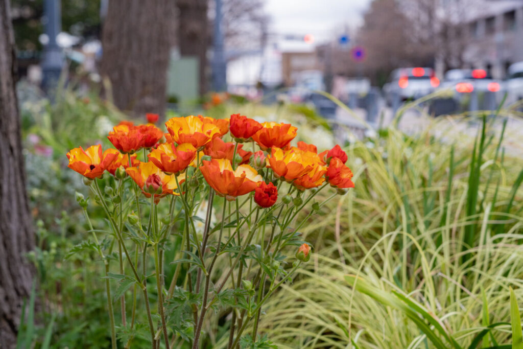 ポピーのイメージ写真です / Beautiful flower poppy flowering on background poppies flowers.