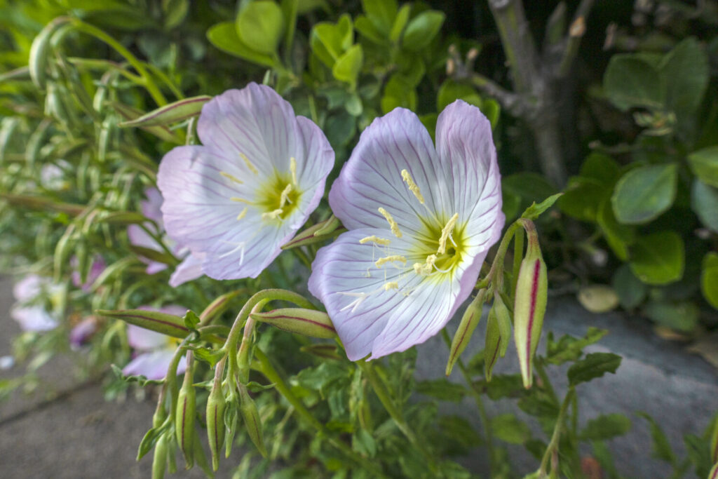 ヒルザキツキミソウのイメージ写真です / Oenothera speciosa、Pink evening primrose、Showy evening primrose