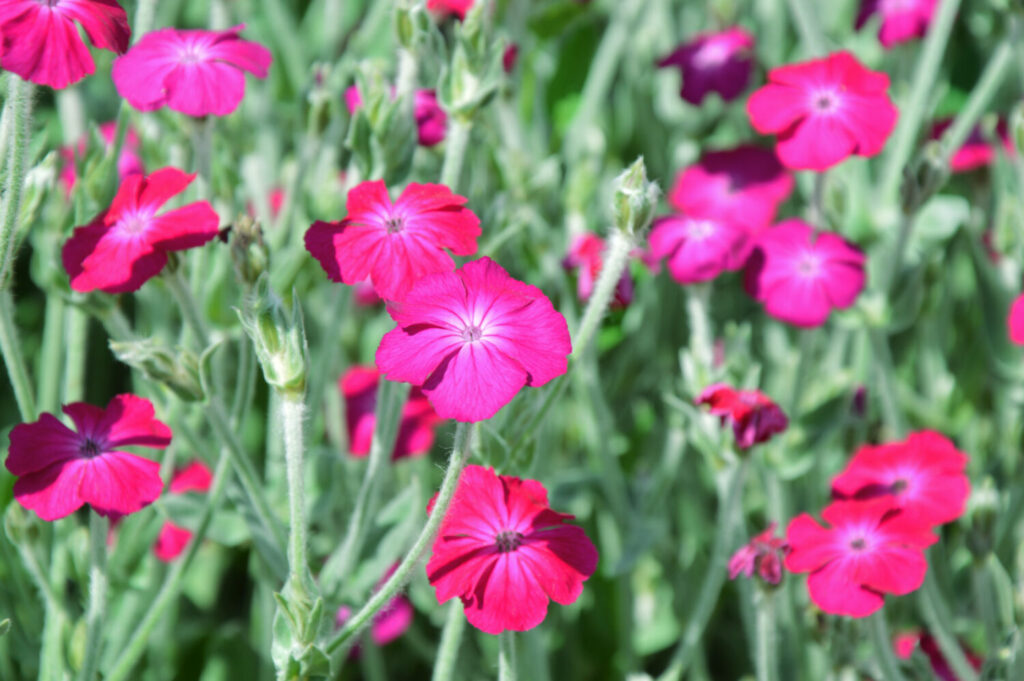 スイセンノウのイメージ写真です / Colorful picture of bloomed magenta flower of Rose Campion (Silene coronaria), on a green background. You may know it also as dusty miller or bloody William. It is a flower with medicinal usage, but you must pay attention to dosage because it can be toxic. Legend says it is a flower dedicated to Saint John.