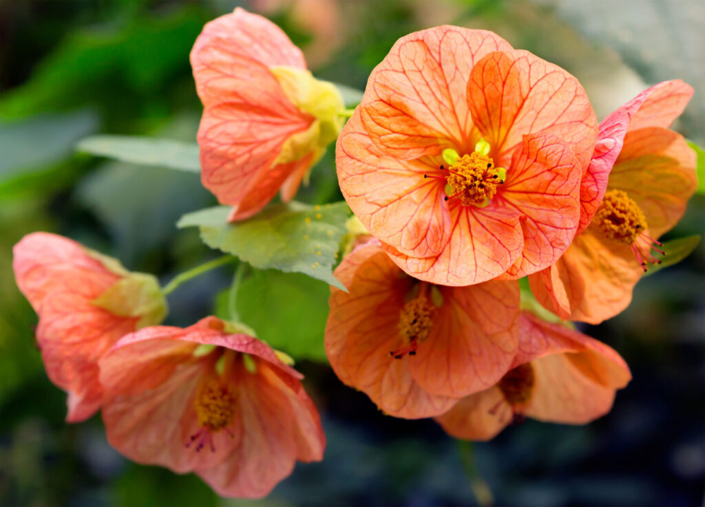 アブチロンのイメージ写真です / Abutilon is found in the form of shrubs, trees or herbaceous crops. In natural conditions it grows in America, Asia, Australia and Africa.