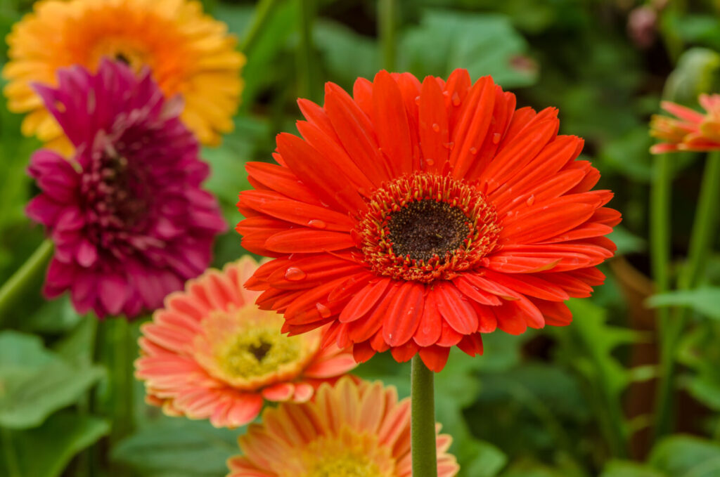 ガーベラのイメージ写真です / Bouquet of gerbera daisy flower