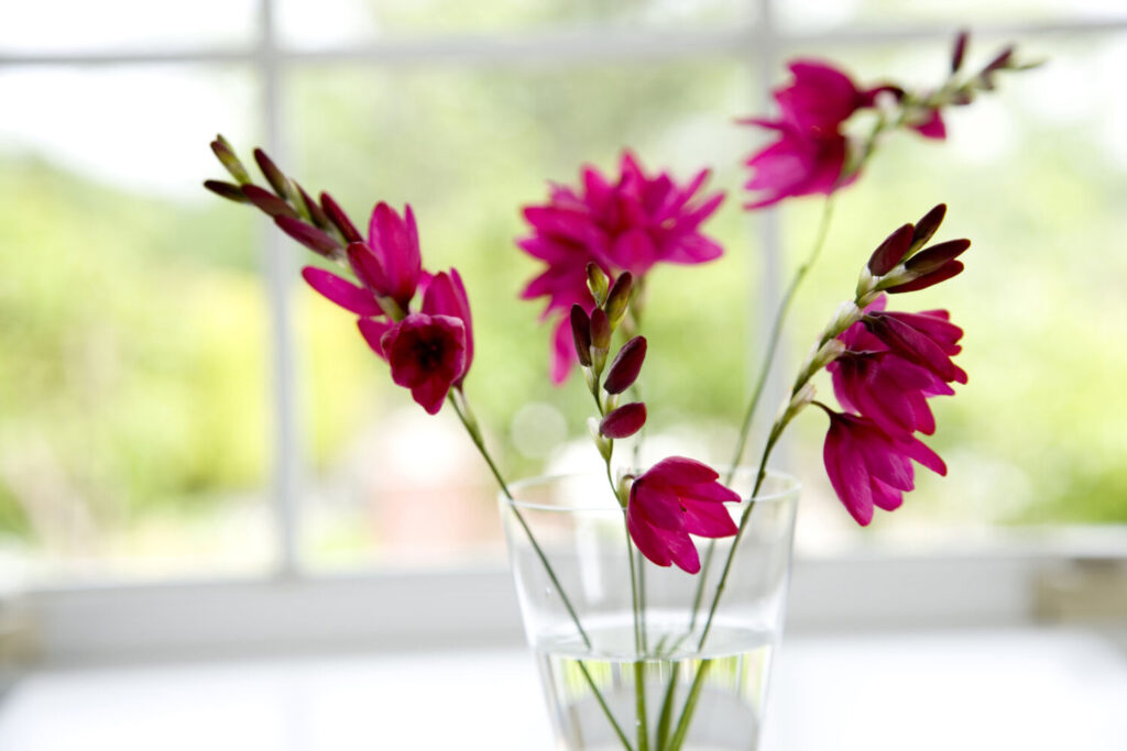 イキシアのイメージ写真です / Ixia flower