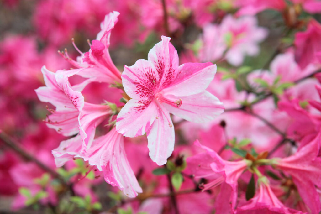 アザレアのイメージ写真です / Detail of blooming spring azalea.