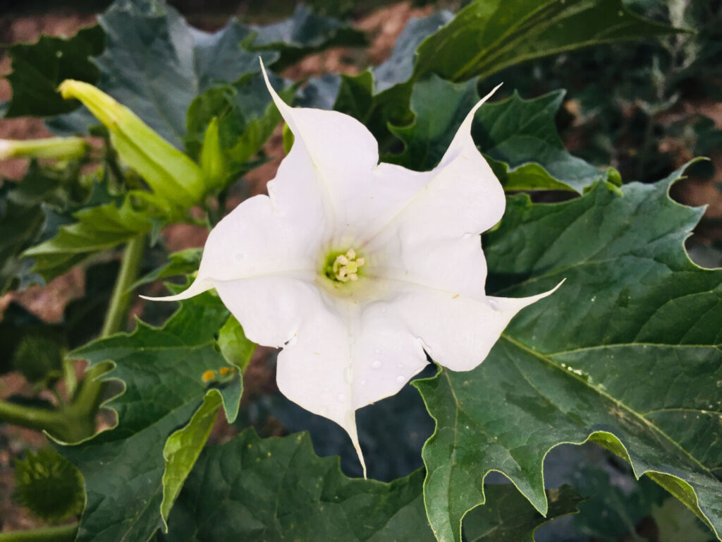 チョウセンアサガオのイメージ写真です / White flower on the tree with green Leaf