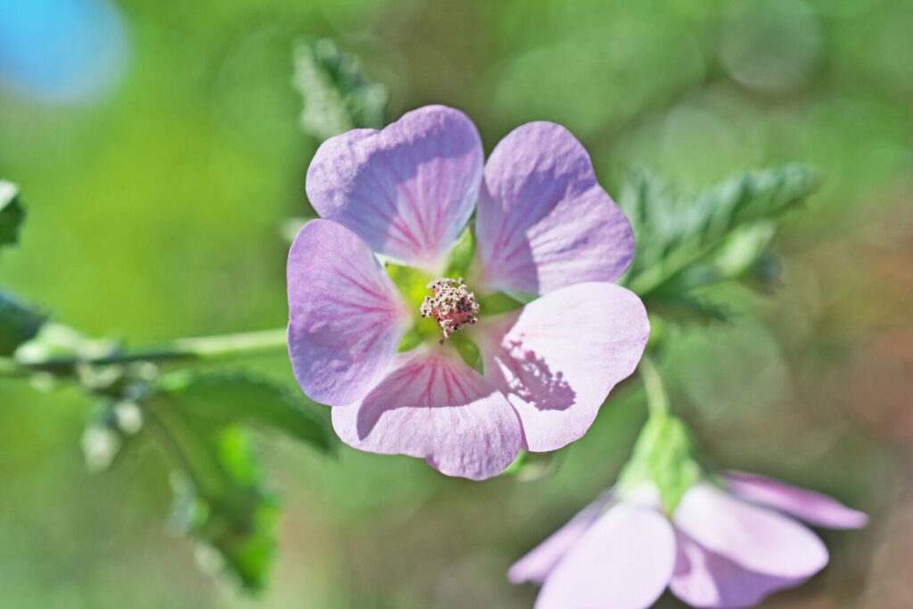 アニソドンテアのイメージ写真です / Anisodontea malvastroides
Anisodonthea