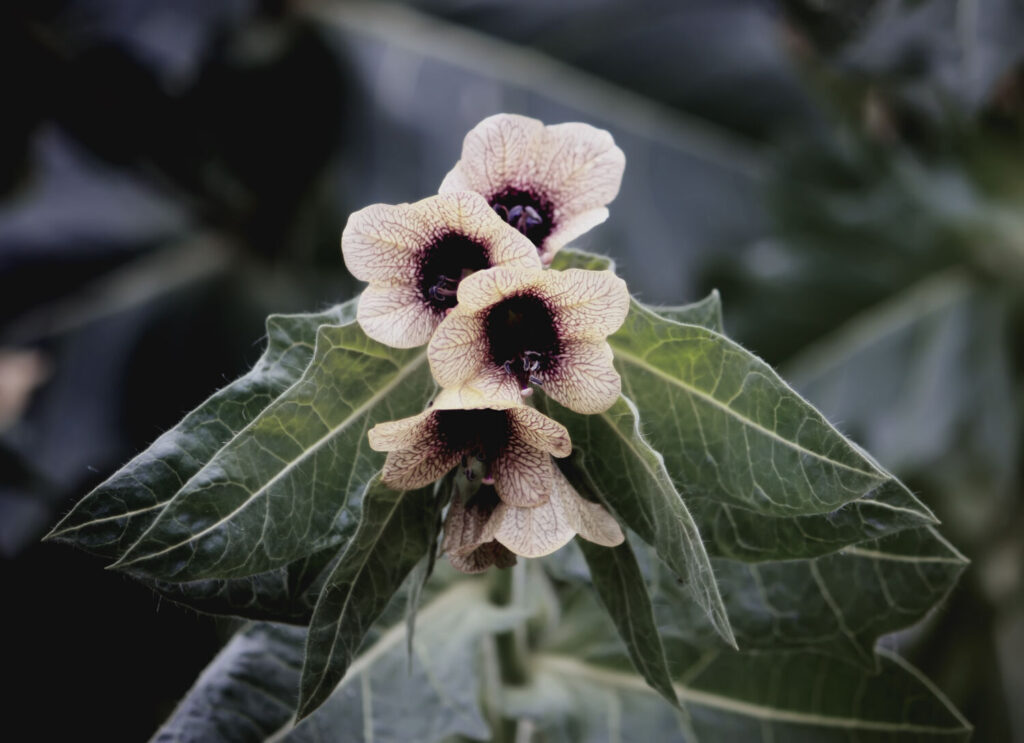 ヒヨスのイメージ写真です / Black Henbane Hyoscyamus niger flowers. Vintage toned image.