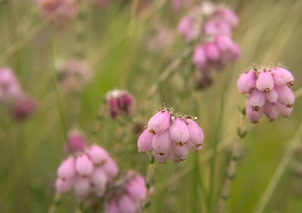 アワユキエリカのイメージ写真です / Straggly, greyish dwarf shrub, 20-70cm; young twigs hairy. Leaves linear-lanceolate, in whorls of 4, hairy at least when young. Flowers pale pink, 6-9mm long; globular, in compact terminal clusters; anthers not protruding. Fruit downy.