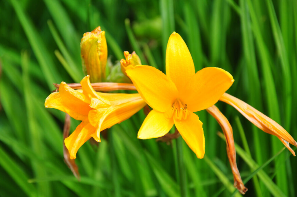 ゼンテイカのイメージ写真です / Daylily (Hemerocallis esculenta)