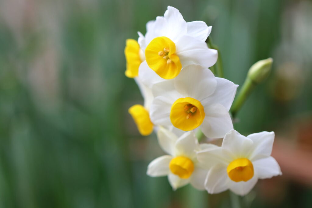 スイセンのイメージ写真です / flower